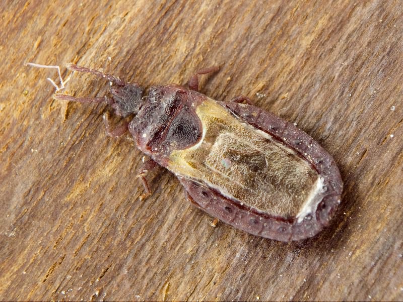 Aneurus (Aneurus) laevis (Fabricius, 1775)